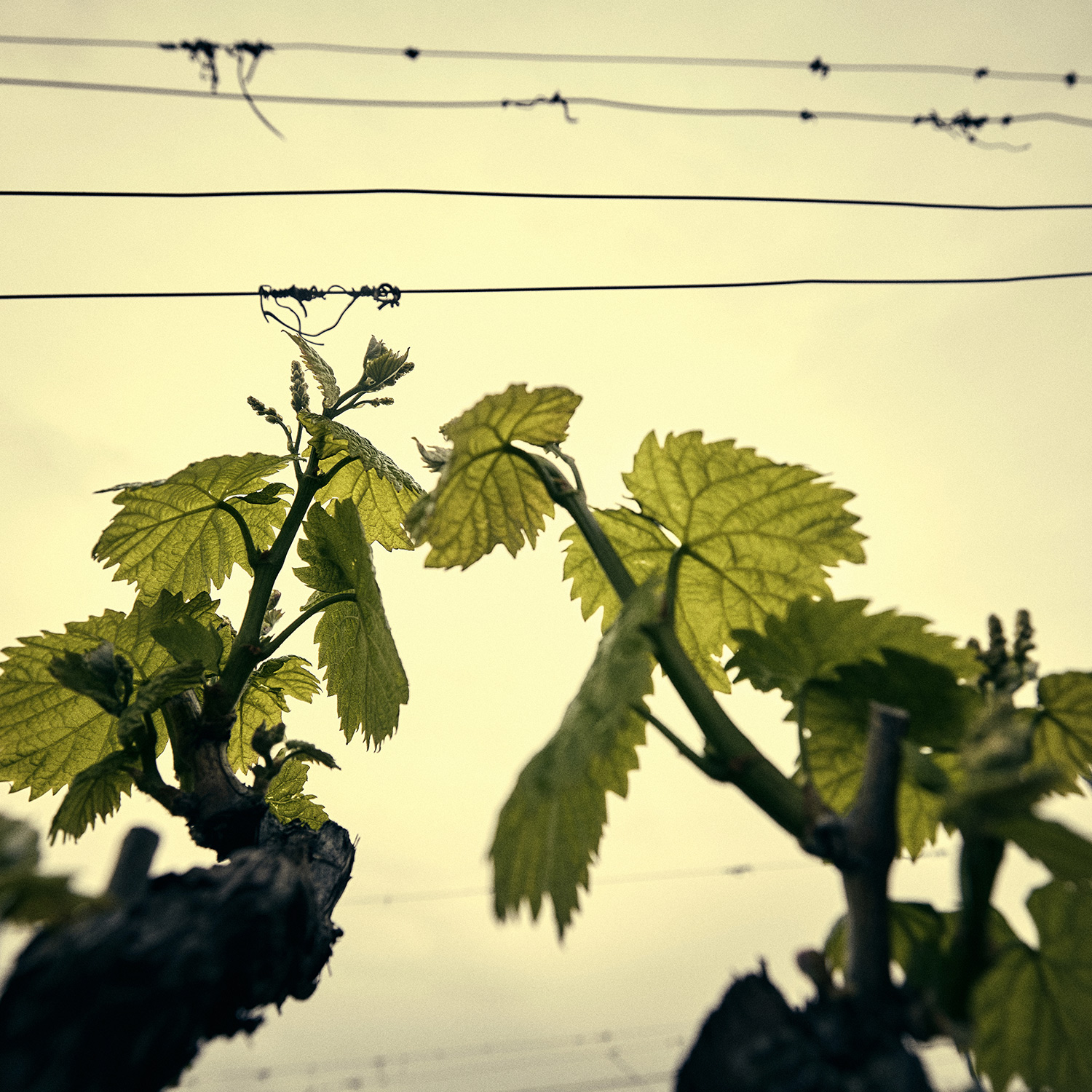 ASSYRTIKO