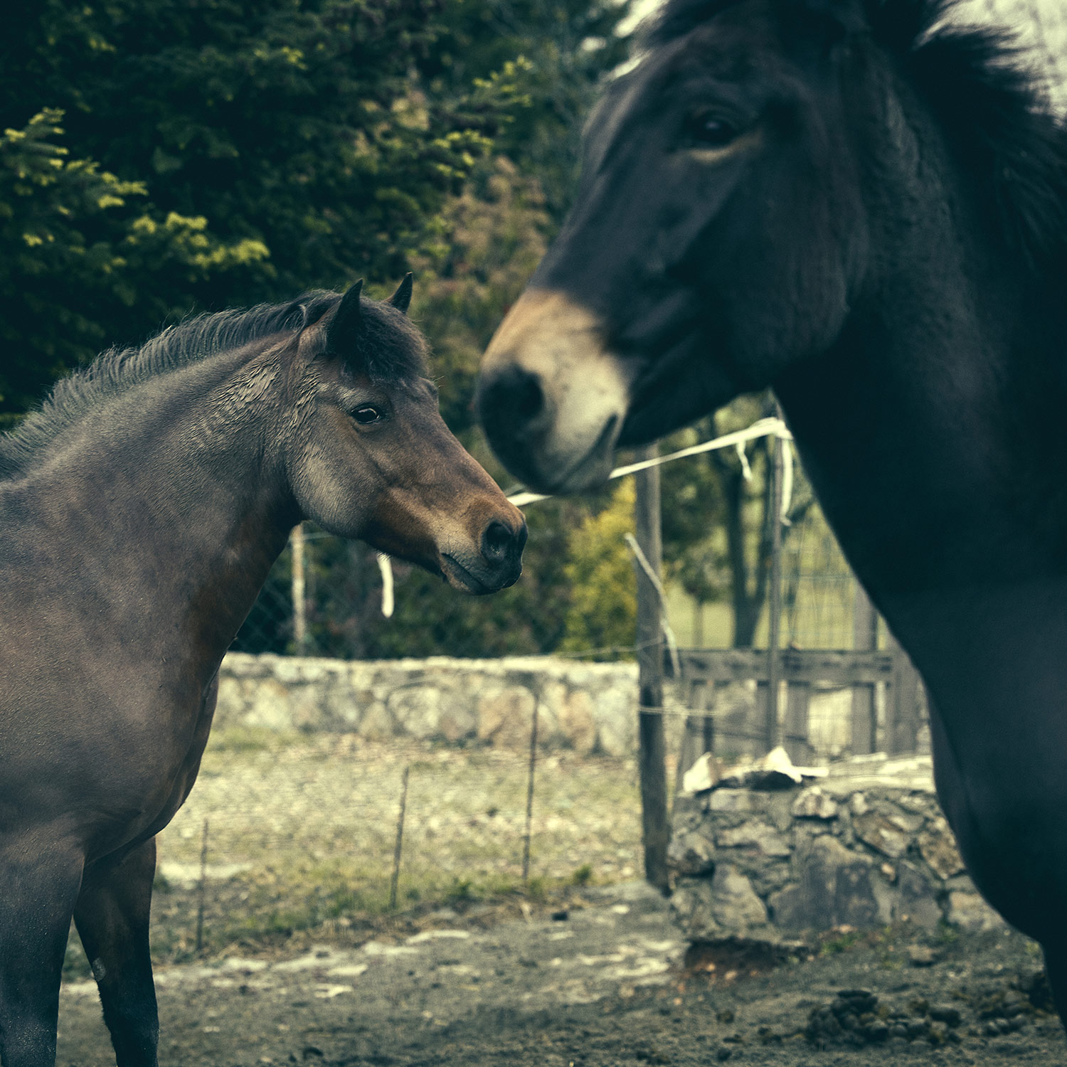 HORSES-LH