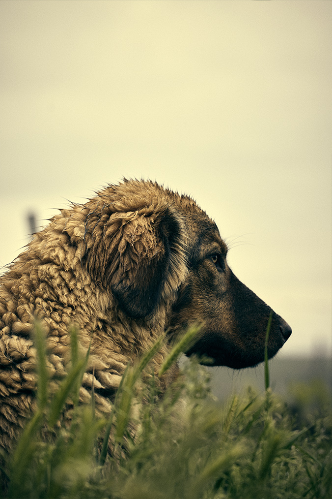dog